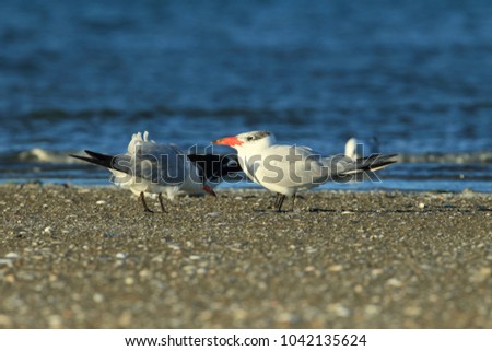 Similar – Foto Bild Seeschwalben I Landschaft