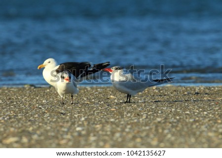 Similar – Foto Bild Seeschwalben I Landschaft