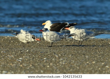 Similar – Foto Bild Seeschwalben I Landschaft