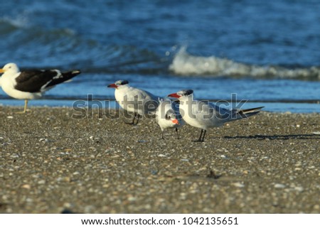 Similar – Foto Bild Seeschwalben I Landschaft