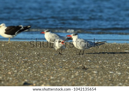 Similar – Foto Bild Seeschwalben I Landschaft