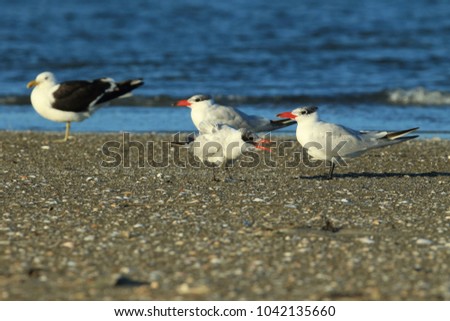 Similar – Foto Bild Seeschwalben I Landschaft