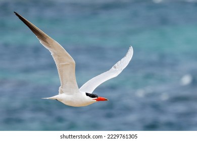 Caspian Tern in Western Australia - Shutterstock ID 2229761305