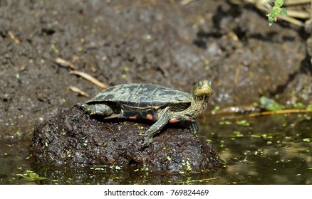 73 Balkan pond terrapin Images, Stock Photos & Vectors | Shutterstock