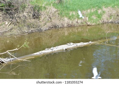 Cass River In Frankenmuth, MI