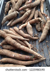 Cassava Called Manioc Yuca Balinghoy Mogo Stock Photo 1225980190 ...