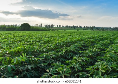 Cassava Farm Planted As Ethanol Energy.