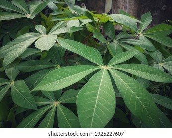 Cassava Leaves for background wallapaper