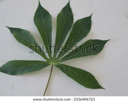 
Cassava leaves contain ethanol which is anti-diarrheal Stock photo © 