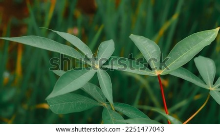 Cassava leaves have long stalks, the leaf blade resembles the palm of a hand, each stalk has about 3-8 leaves, the leaf edges are flat, and the leaf bones are finger-like.