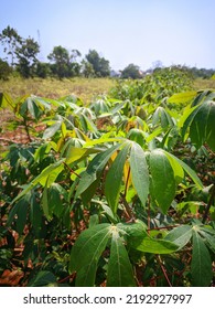 
Cassava Leaves Are The Vegetables Of The Indonesian People