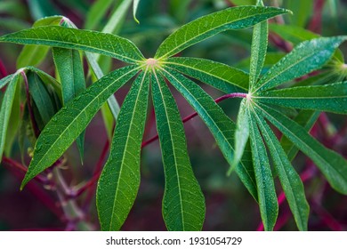 Cassava (mandioca - Yuca) Plant With Dew Drops