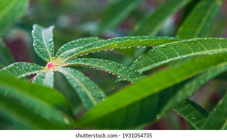 Cassava (mandioca - Yuca) Plant With Dew Drops