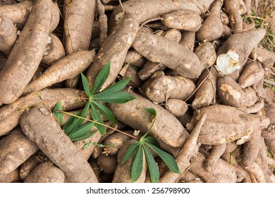 Cassava Plant.