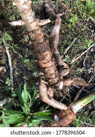 Cassava Plantation In Niue Island