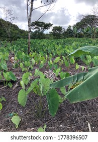 Cassava Plantation In Niue Island