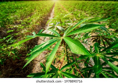 Cassava plantation.row of cassava tree in field, tapioca Starch, Row of manioc Sprouts Agricultural industrial cultivation of cassava. Planting young plants by plowing, lifting the drainage ditch.