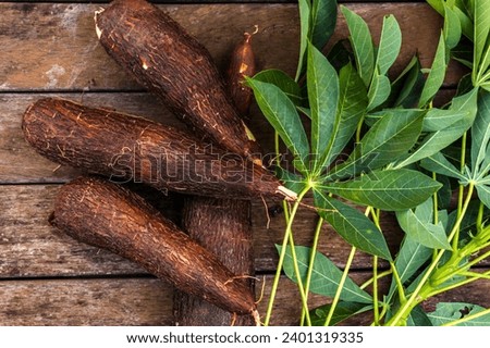 Cassava root and green leaves of the plant on a wooden table in Brazil