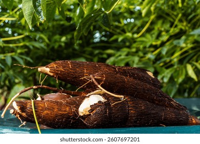 Cassava root on a plastic table with the manioc plantation on the farm in Brazil