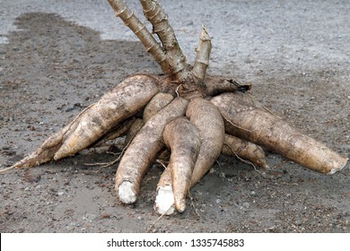 cassava, cassava for tapioca flour industry or ethanol industry, raw yucca cassava tuber, raw manioc cassava on the ground