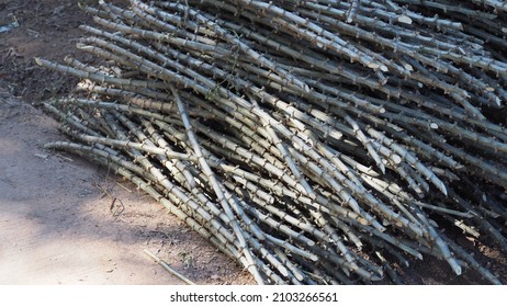 Cassava, Tapioca, Plant Ready For Planting 