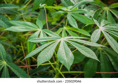 Money Tree Plant Pachira Aquatica Green Stock Photo 2046199721 ...