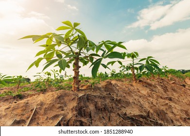 cassava tree in farm and sunset