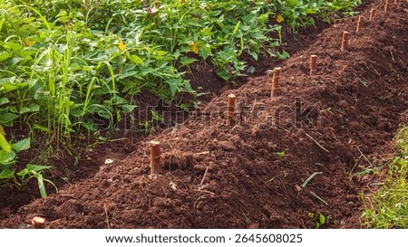 Cassava tree trunks are planted and used as plant seeds.