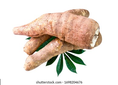 cassava tubers fresh on leaves isolated white, pile cassava manioc in top view, yucca root for flour products, raw materials for tapioca starch industry, tubers tapioca or manioc root, rhizomes manioc