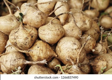 Cassava Or Yam Bean In The Market