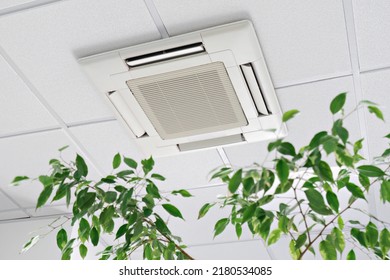 Cassette Air Conditioner On Ceiling In Modern Light Office Or Apartment With Green Ficus Plant Leaves. Indoor Air Quality And Clean Filters Concept