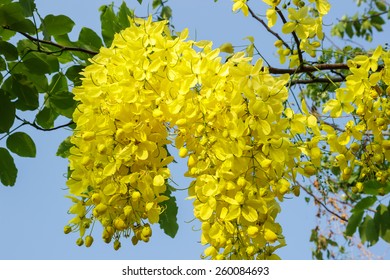 Cassia Fistula Flower On Tree (Golden Shower Tree).