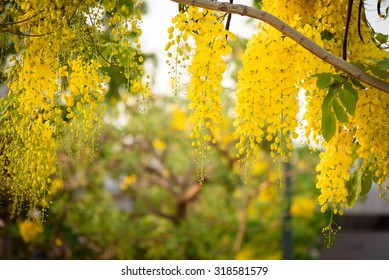 Cassia Fistula Flower On Tree