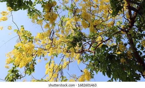 Golden Leaf Tree Images Stock Photos Vectors Shutterstock