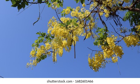 Golden Leaf Tree Images Stock Photos Vectors Shutterstock