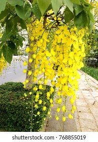 Cassia Fistula Thailand Stock Photo 768855019 | Shutterstock