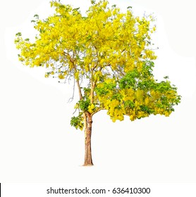 Cassia Fistula Tree Isolated On White Stock Photo 636410300 | Shutterstock