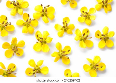 Cassia Flower.