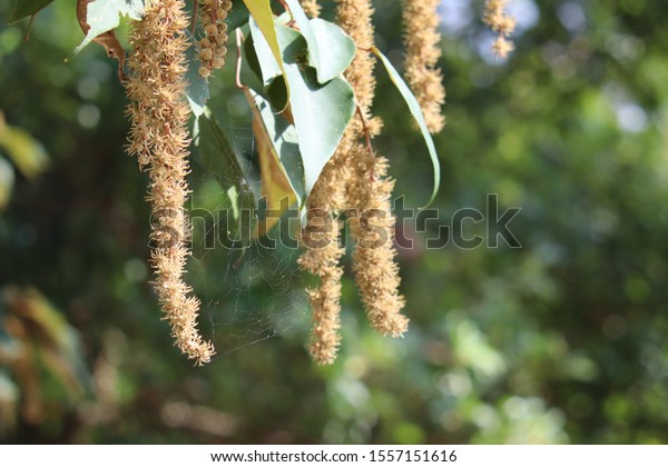 Cassia Genus Genus Trees Shrubs Bean Stock Photo 1557151616 | Shutterstock