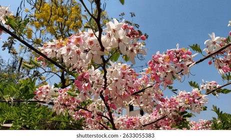 Cassia javanica, commonly known as Java cassia, pink shower, apple blossom tree, rainbow shower tree, and Palawan cherry, is admired for its cascading clusters of pink and white flowers that create a 