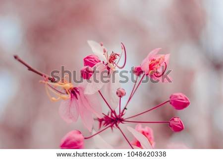 Similar – Blüten des Blauen Mauerpfeffers auf Sardinien