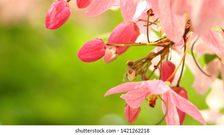 Cassia Javanica Linn. (Caesalpiniaceae), Pink-and-white-Shower.