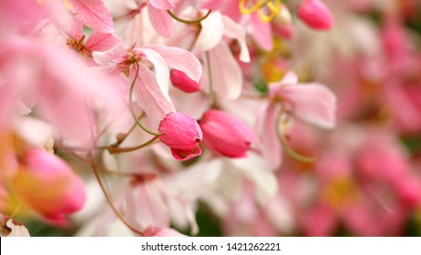 Cassia Javanica Linn. (Caesalpiniaceae), Pink-and-white-Shower.