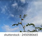 cassia occidentalis plant in the coudy blue sky background during the day
