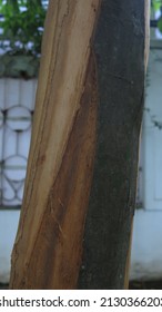 Cassia Tree Bark Half Skinned For Making Cinnamon Stick