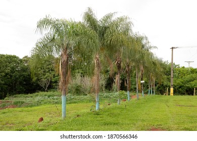 Cassilandia - Mato Grosso Do Sul - Brazil - 12 05 2020: Queen Palms Of The Species Syagrus Romanzoffiana In Tyhe Open Parking Of The Jump Of The River Apore Tourist Spot Of Cassilandia