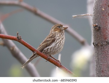 Cassins Finch (female)