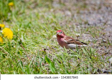 A Cassins Finch Looks For Food On The Ground In A Wyoming Forest.