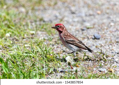 A Cassins Finch Looks For Food On The Ground In A Wyoming Forest.