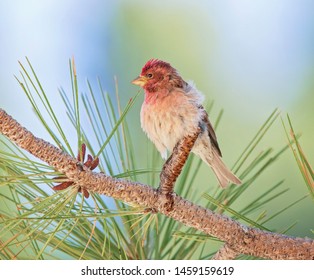 Cassins Finch In A Pine Tree 